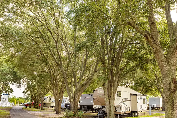 shade-trees